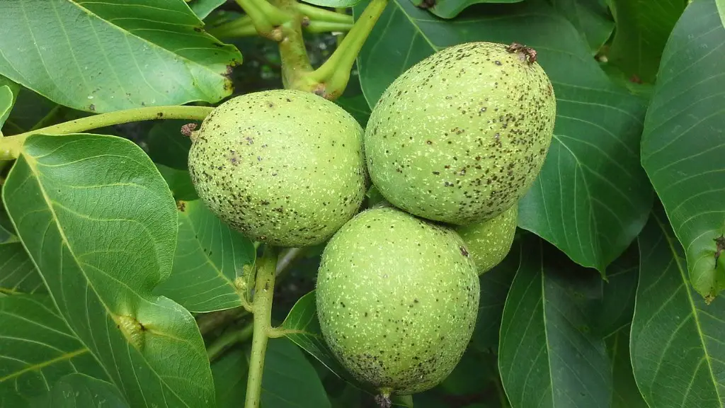 A picture of a hickory nut tree?