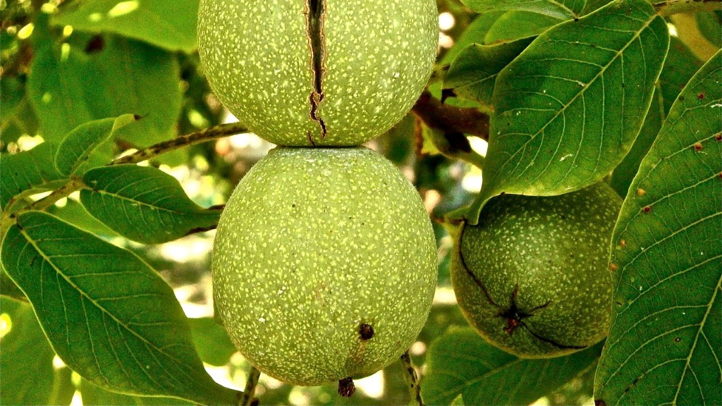 Is toffee nut a tree nut?