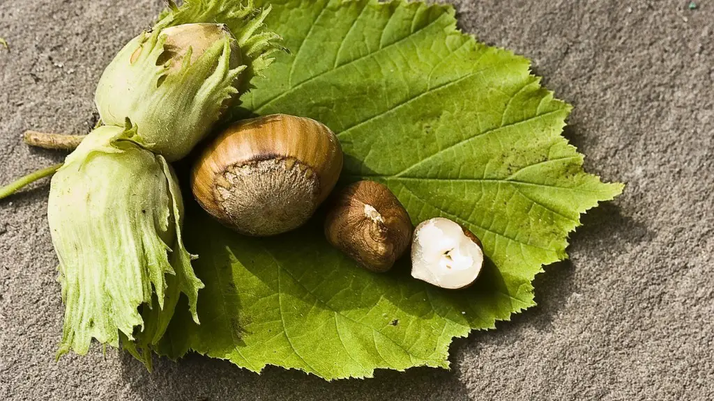 What do hickory nuts look like on the tree?