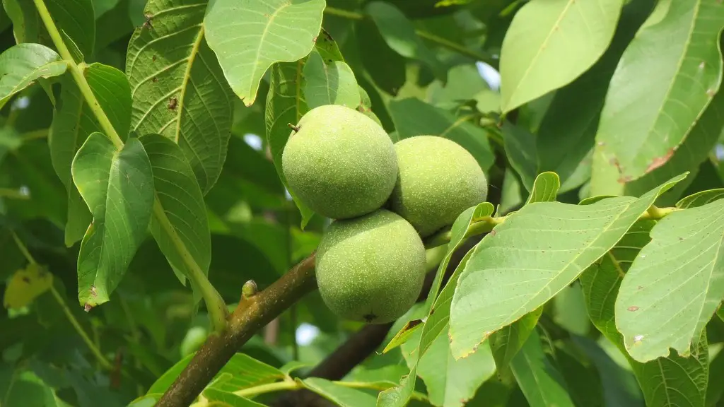 Are peanuts a tree nut?