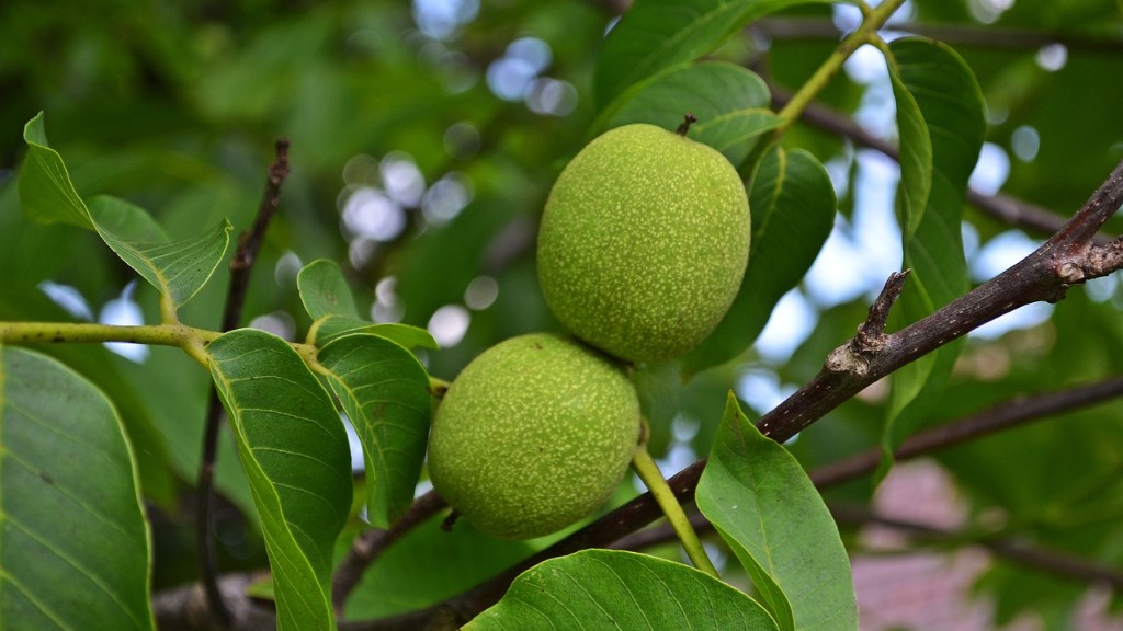Are pepitas a tree nut?
