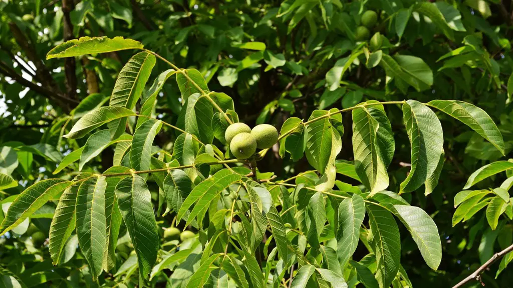 How long it takes to grow an apple tree?