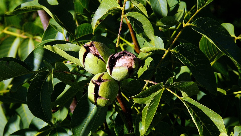Is pecan a tree nut?