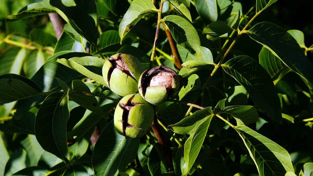 Are marshmallows peanut and tree nut free?