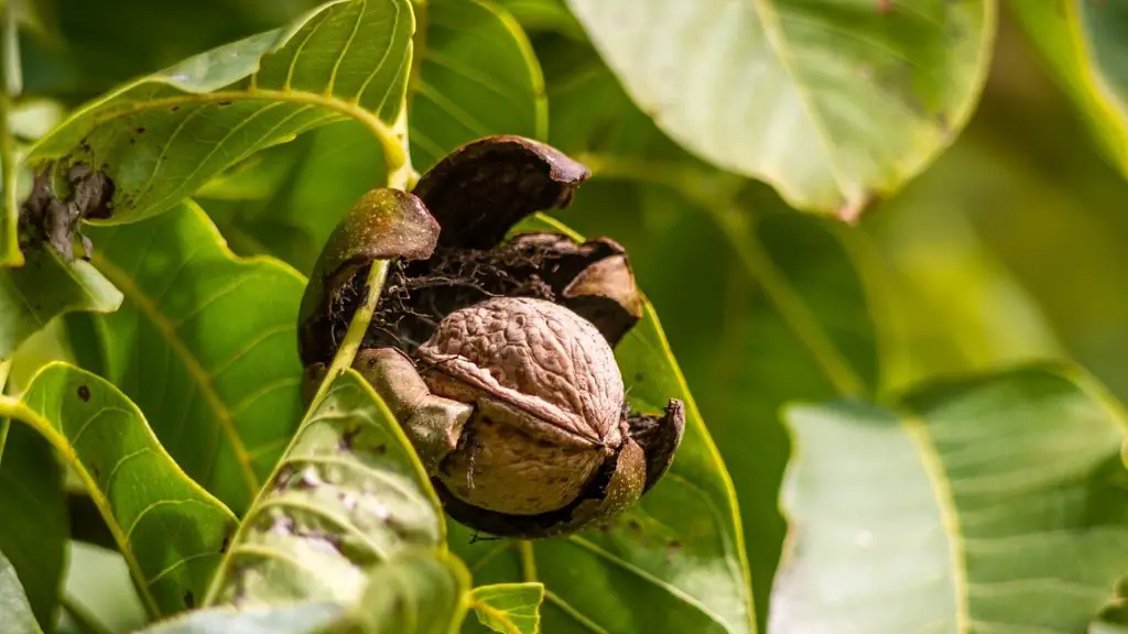 Are buckeye tree nuts poisonous?