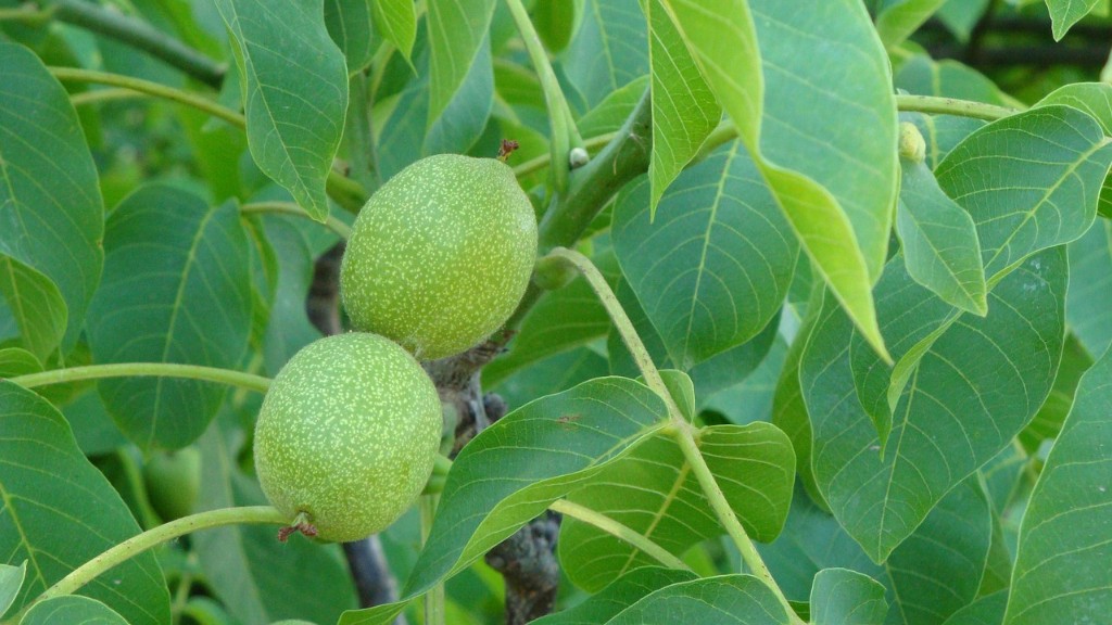 Is tapioca a tree nut?