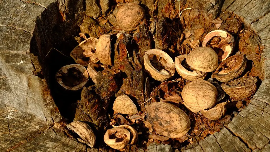 What is brazil nuts tree?