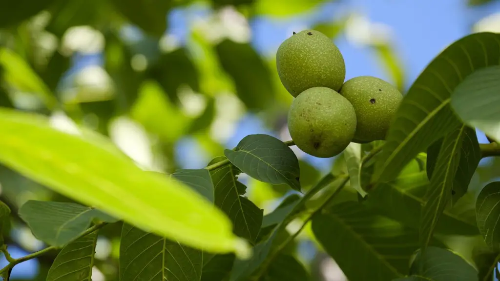 When Does A Lemon Tree Fruit