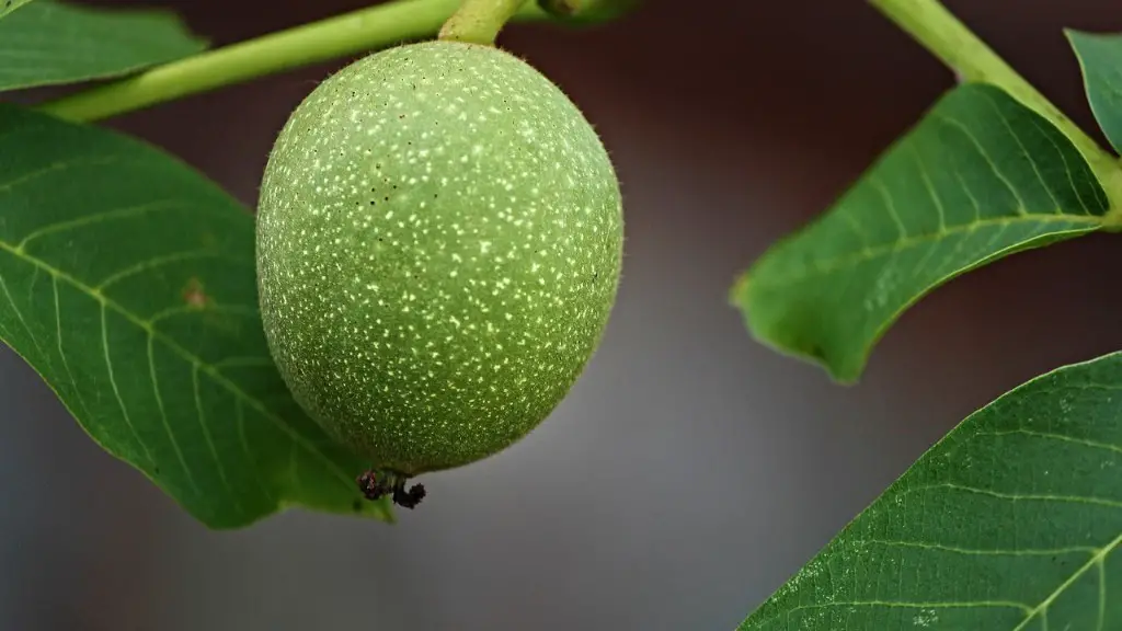 What tree has big green nuts?