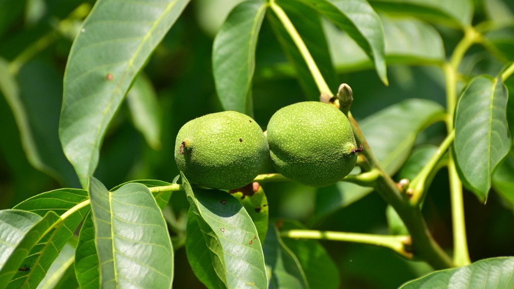 How Often Does Avocado Tree Bear Fruit