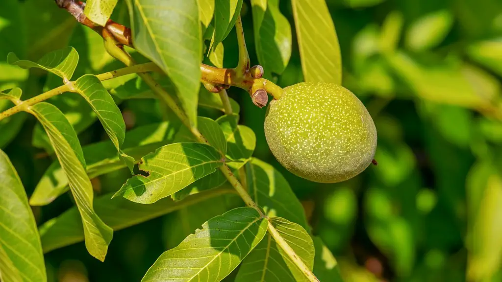 Is Avocado A Tree Nut