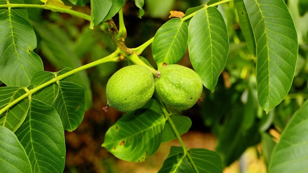 Is cashews a tree nut?