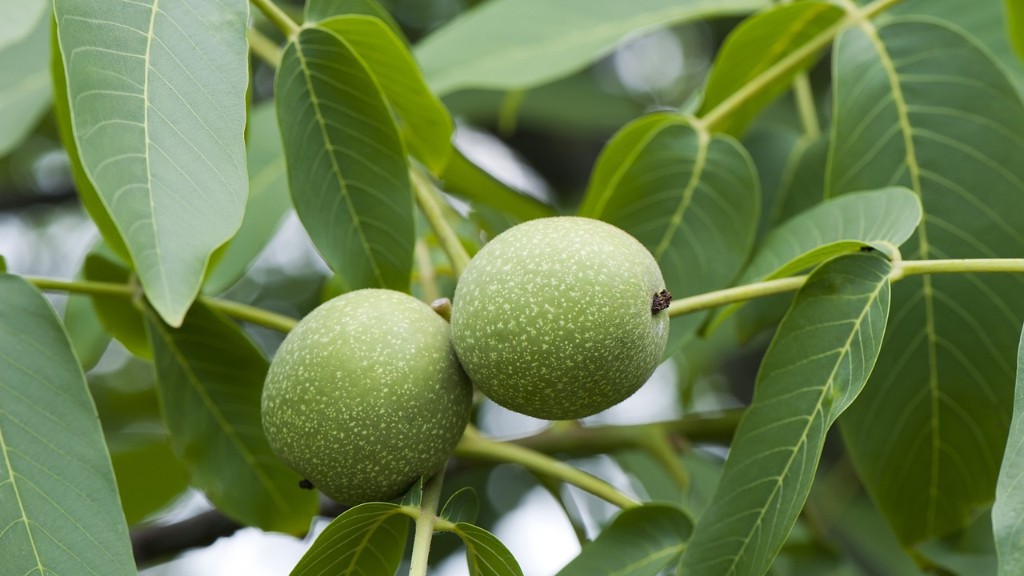 How long before a black walnut tree produces nuts?