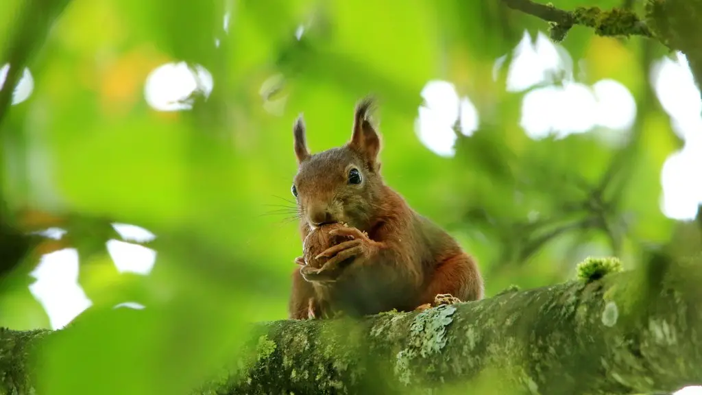 Are apples tree nuts?