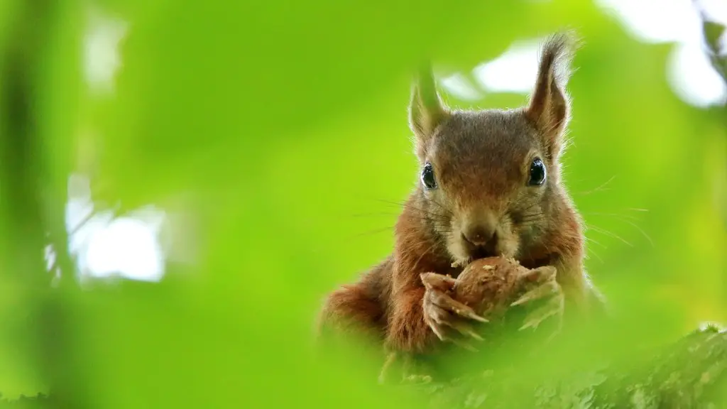 Is sesame seed a tree nut?