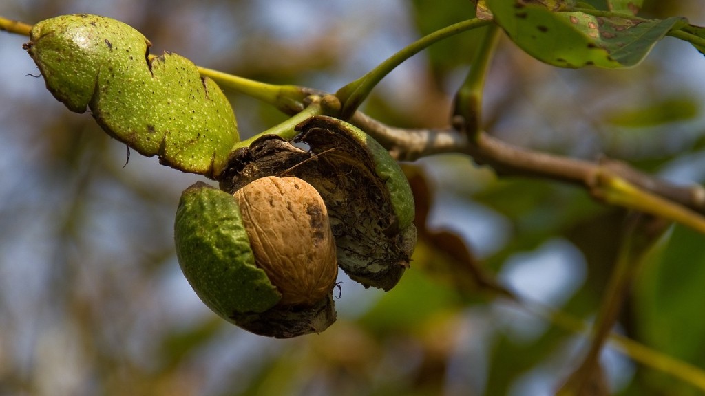 How to plant a pecan tree from a nut?