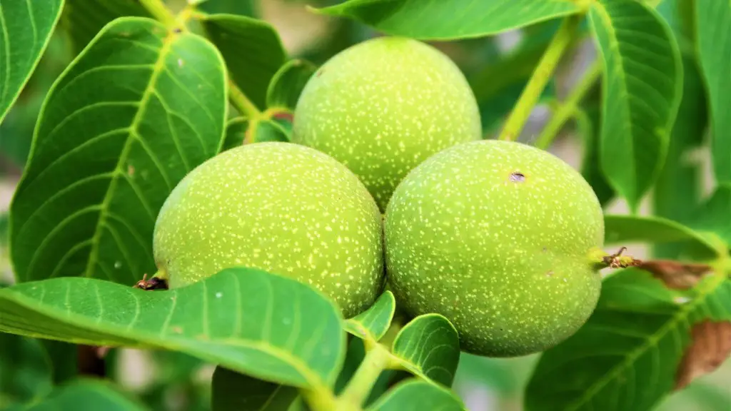 How to grow a soap nut tree?