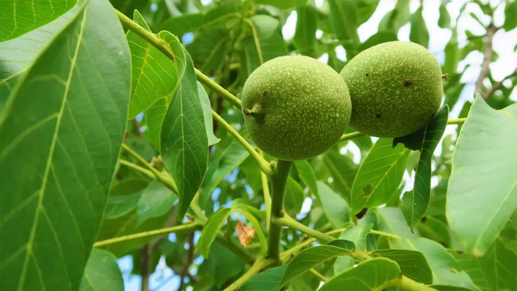 How big does a granny smith apple tree get?