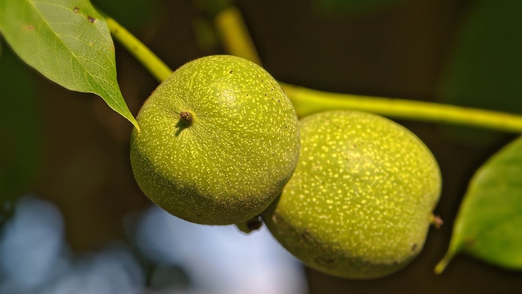 How long before a pistachio tree produces nuts?