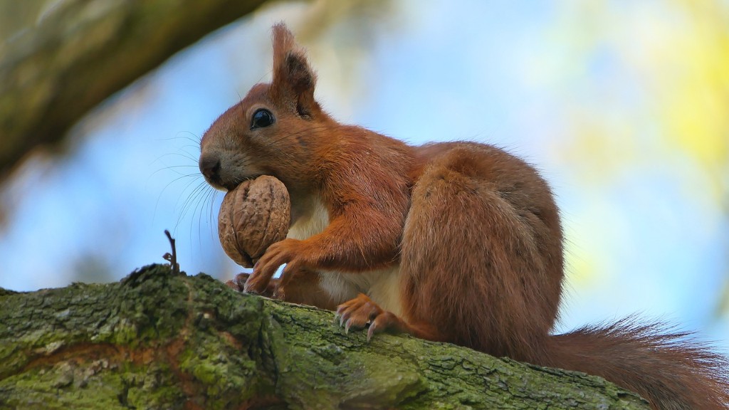 Is sunflower seed a tree nut?