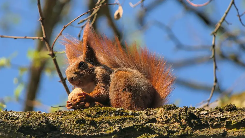 Are people with tree nut allergies allergic to coconut?