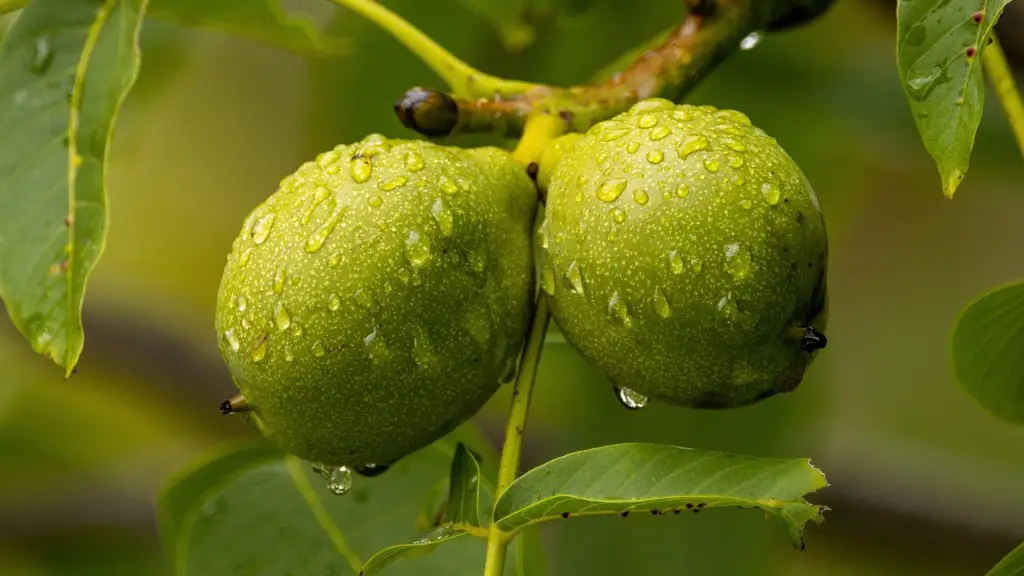 Are almonds tree nuts or seeds?