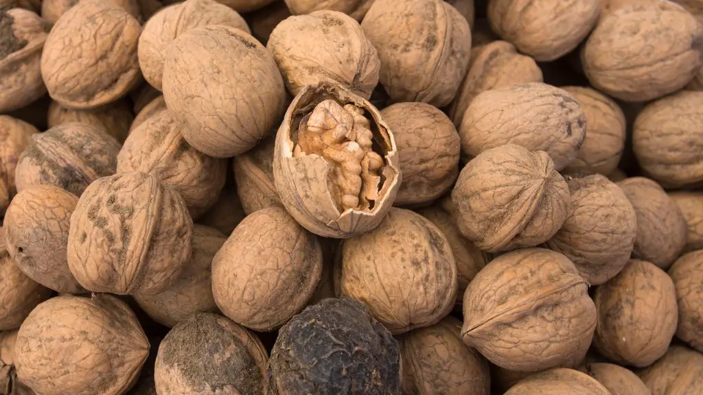 What are the different tree nuts?