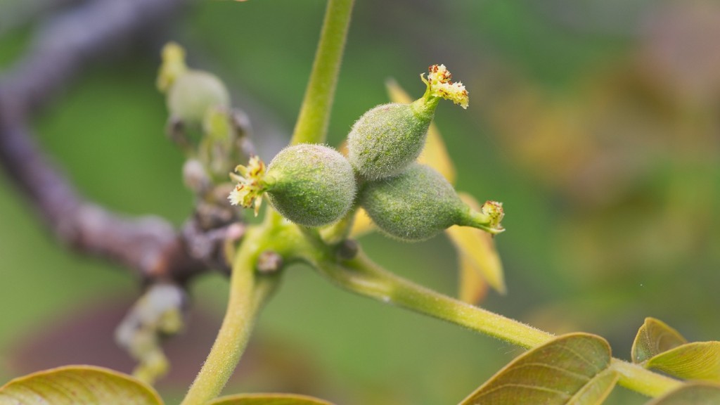 How To Get Avocado Tree To Branch Out