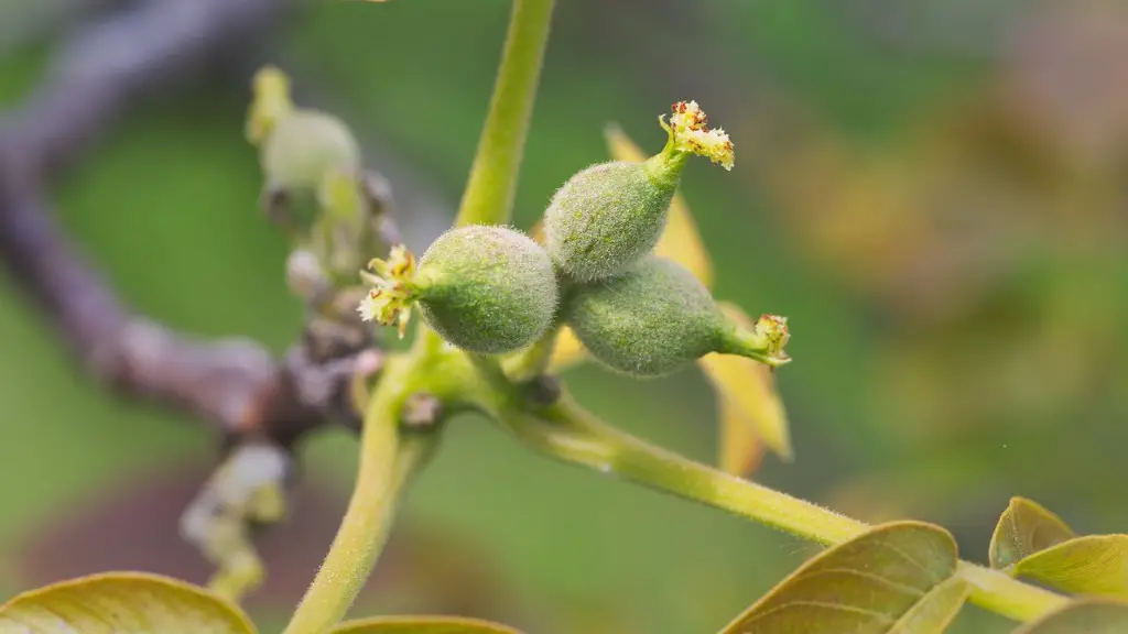 Can I Prune An Apple Tree In Spring