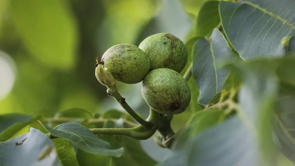 Is.coconut a tree nut?