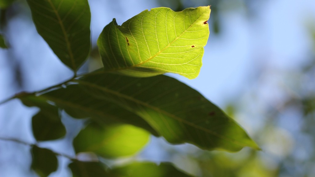 Is murumuru a tree nut?