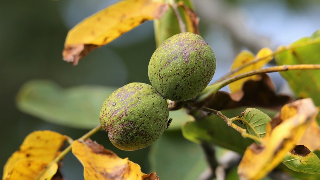 What are tree nut allergies?