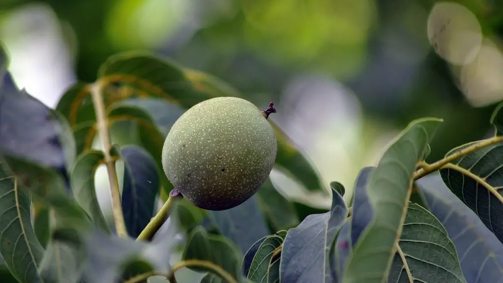 How deep a hole to plant an apple tree?