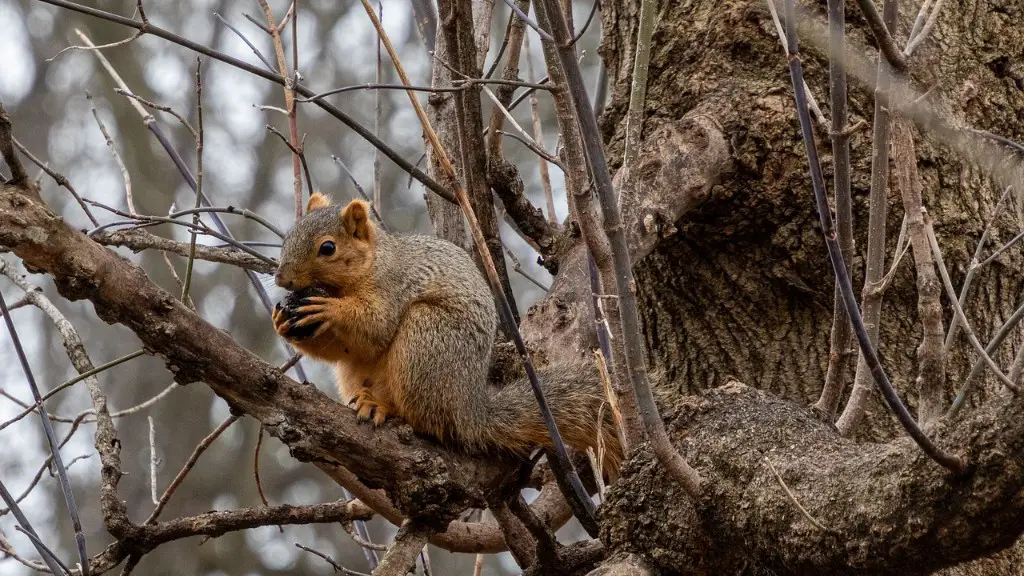 How to keep squirrels off my apple tree?