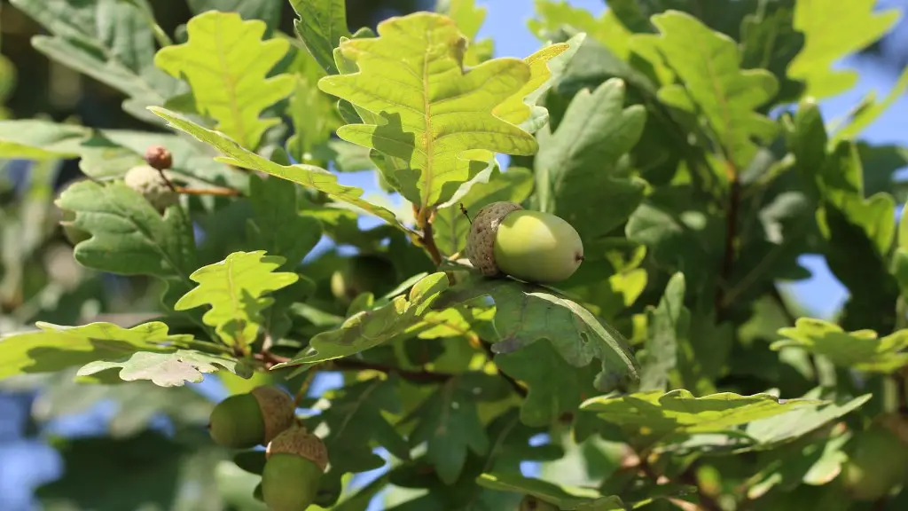 How to plant butternut tree nuts?