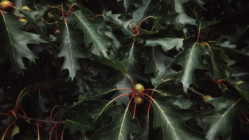 Can I Grow A Lemon Tree In Seattle