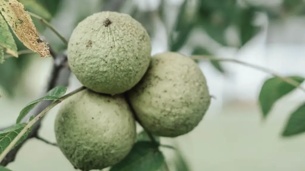 A tree similar to pecans with a flatter nut?