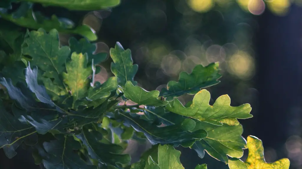 Can you stop a hickory tree from producing nuts?