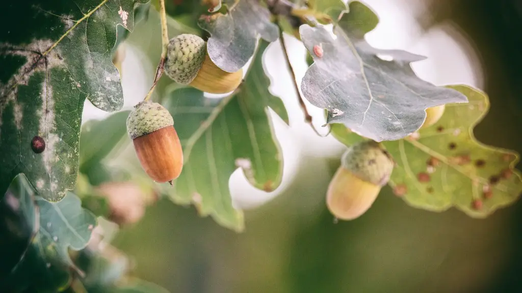 Are chia seeds tree nuts?