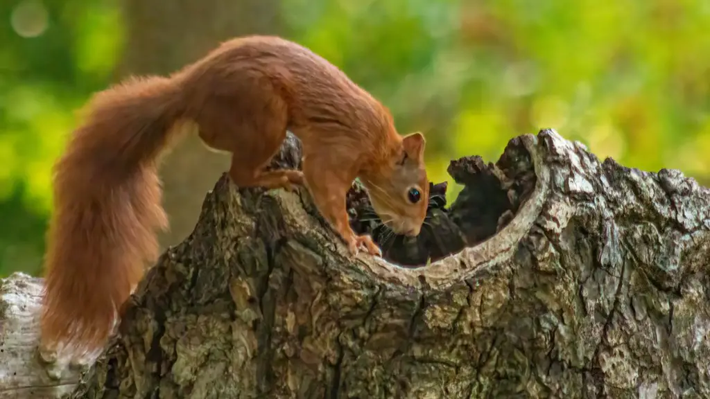 Is a coconut considered a tree nut?