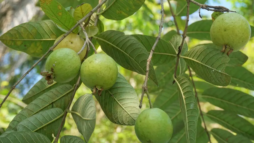 Is shea butter a tree nut?