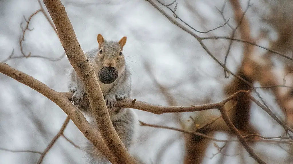 Does pumpkin pie have tree nuts?