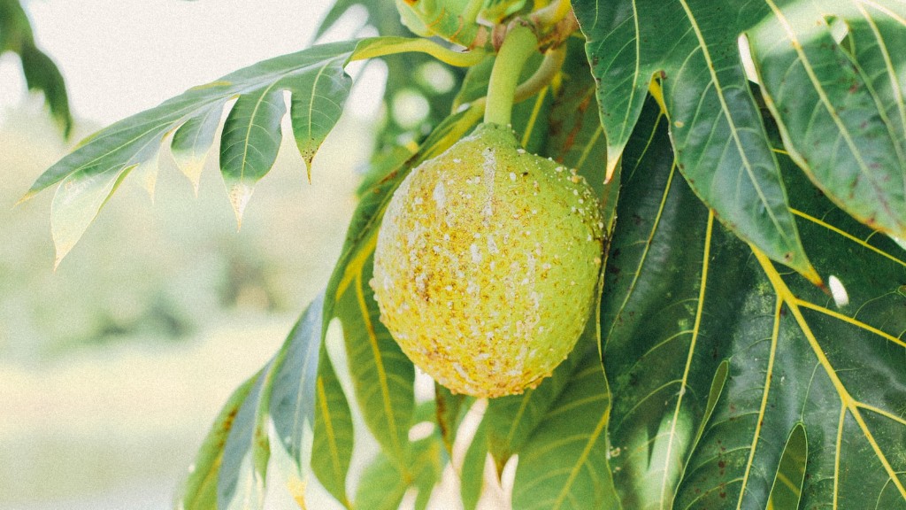 How to plant a lemon tree from a seed?