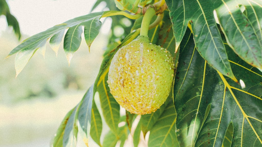 Can a lemon tree grow in nc?