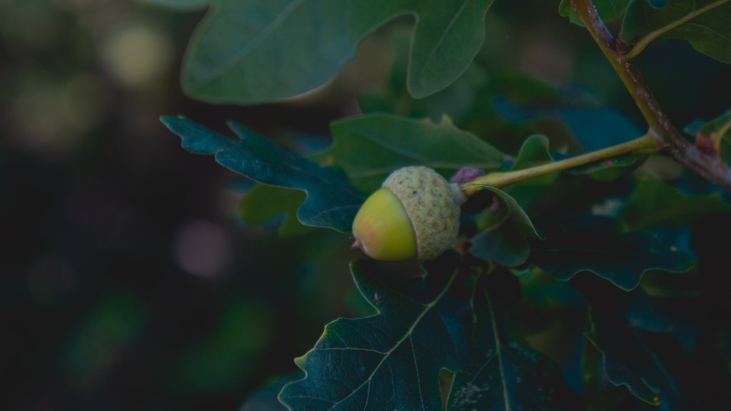 How to grow a walnut tree from a nut?