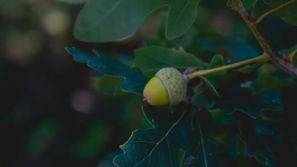 Can You Grow An Avocado Tree