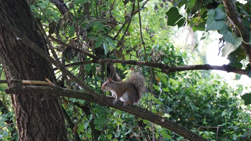 Why am i allergic to tree nuts?