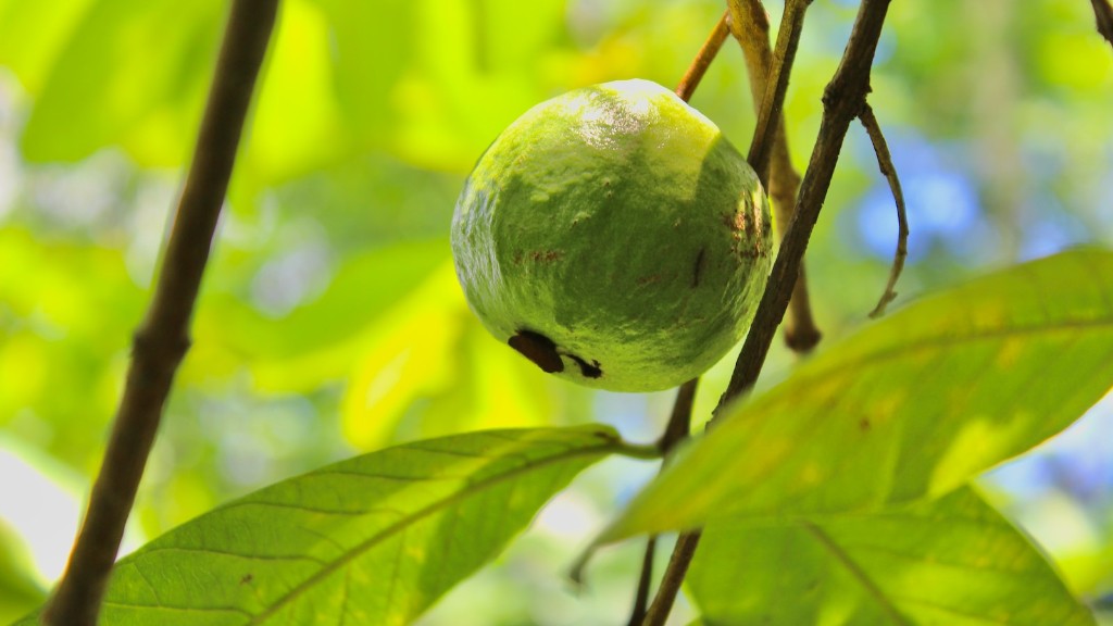 A macadamia nut tree?