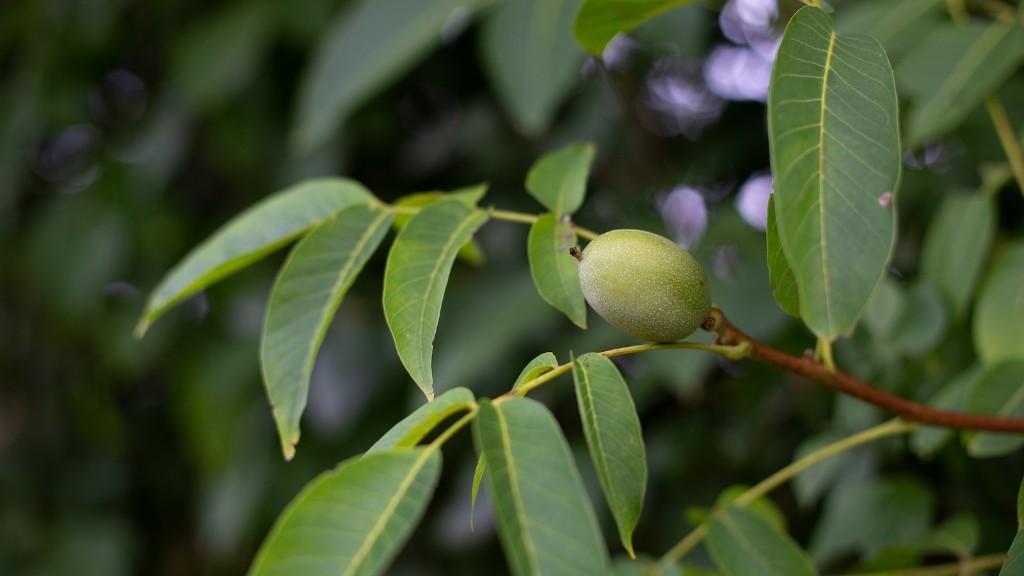 Is pine nut a tree nut?