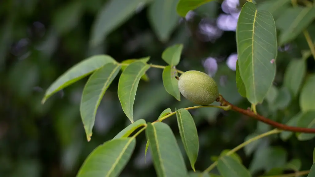 How to draw a realistic apple tree step by step?